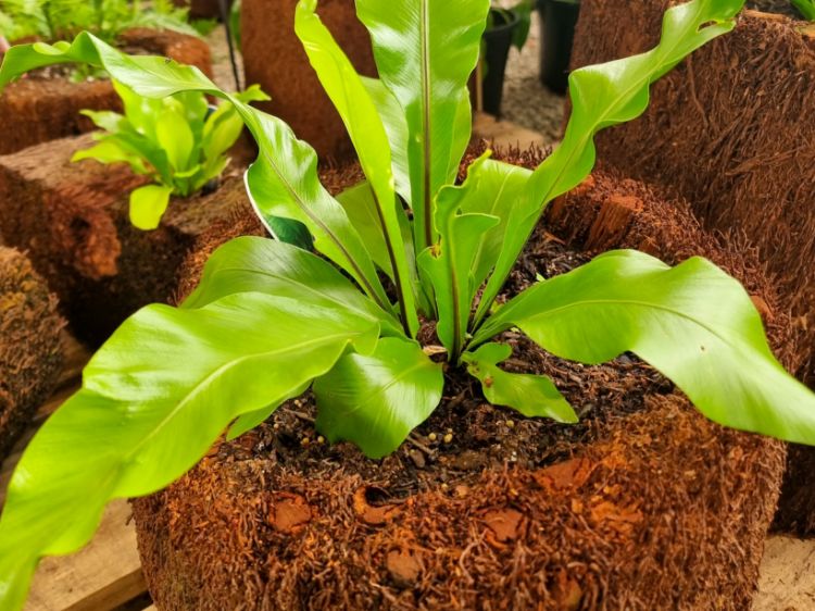 Picture of Vertical Tree Fern Planter Asplenium