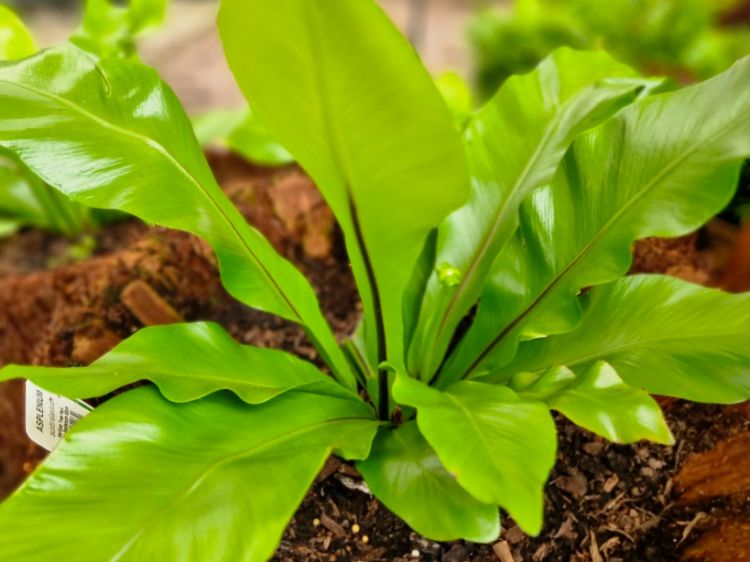 Picture of Vertical Tree Fern Planter Asplenium