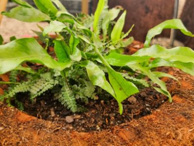 Picture of Vertical Tree Fern Planter Assorted