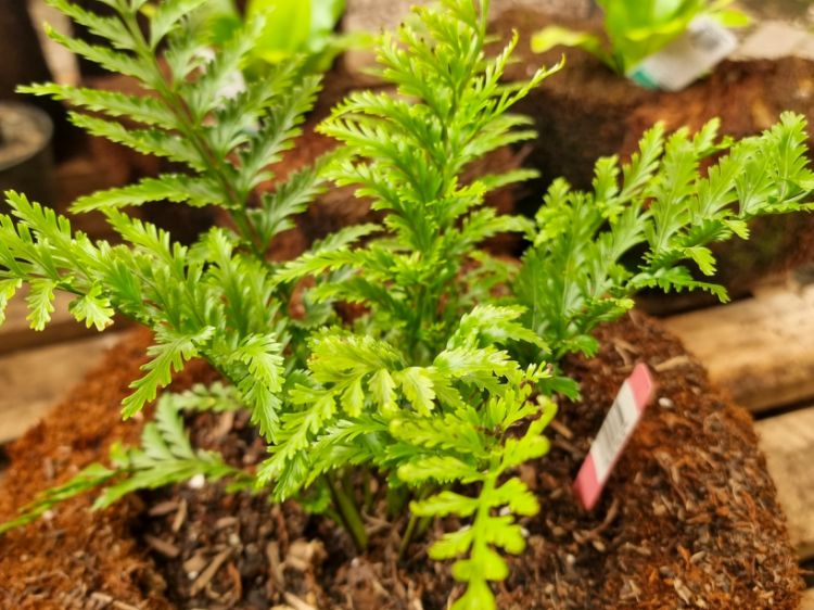 Picture of Vertical Tree Fern Planter