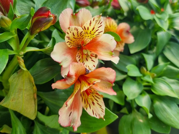 Picture of Alstroemeria hybrida