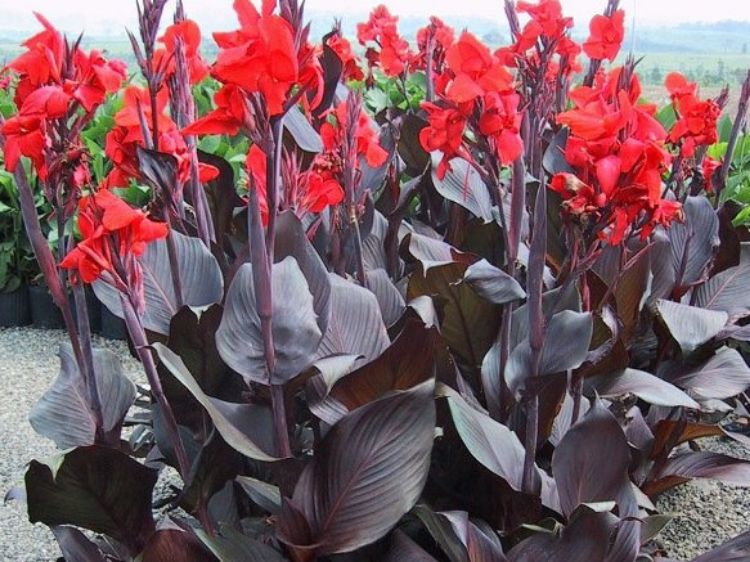 Picture of Canna indica Tropicanna Black