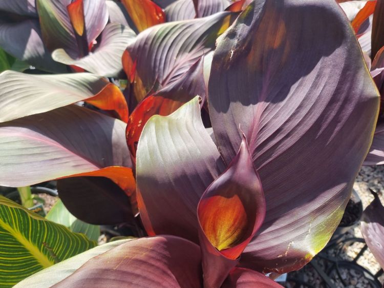 Picture of Canna indica Tropicanna Black