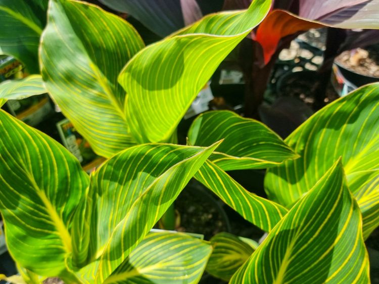 Picture of Canna indica Tropicanna Gold