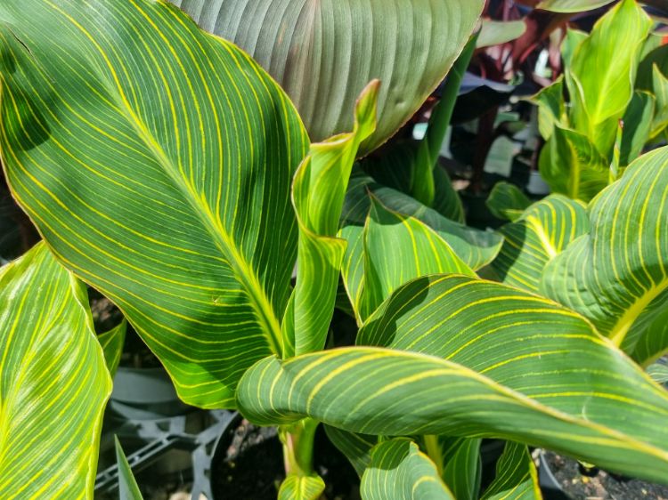 Picture of Canna indica Tropicanna Gold