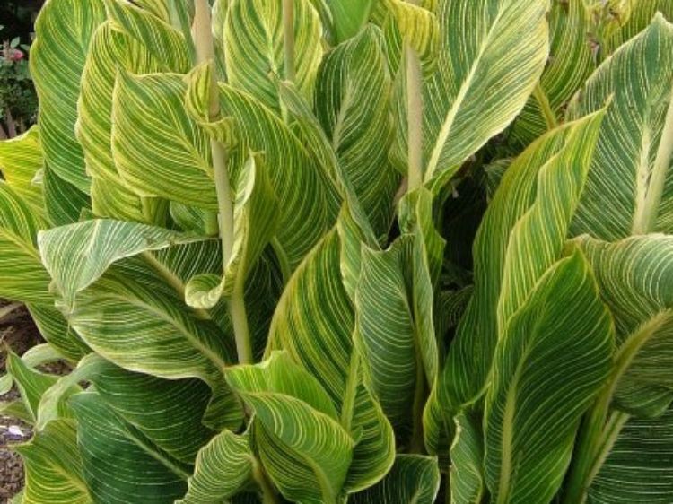 Picture of Canna indica Tropicanna Gold