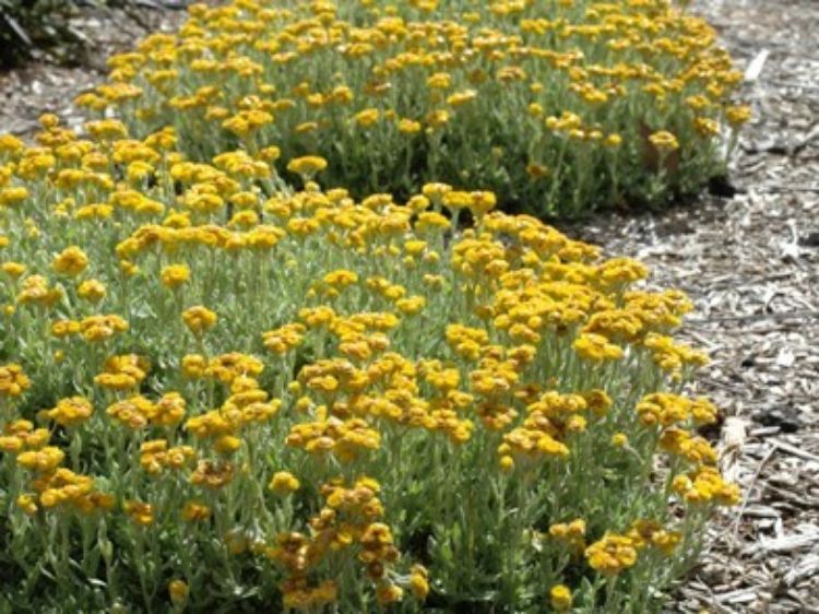 Picture of Chrysocephalum apiculatum Silver And Gold