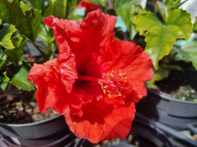 Picture of Hibiscus rosa sinensis Rio Clara