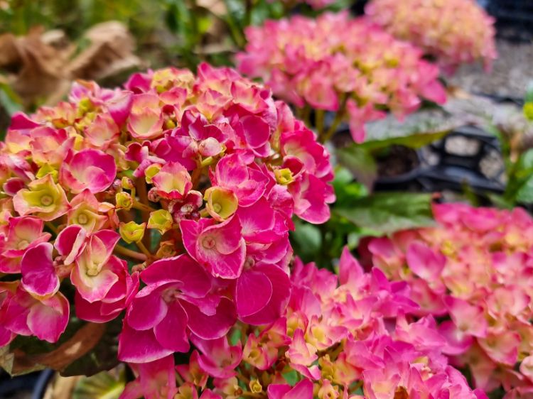 Picture of Hydrangea macrophylla Freudenstein