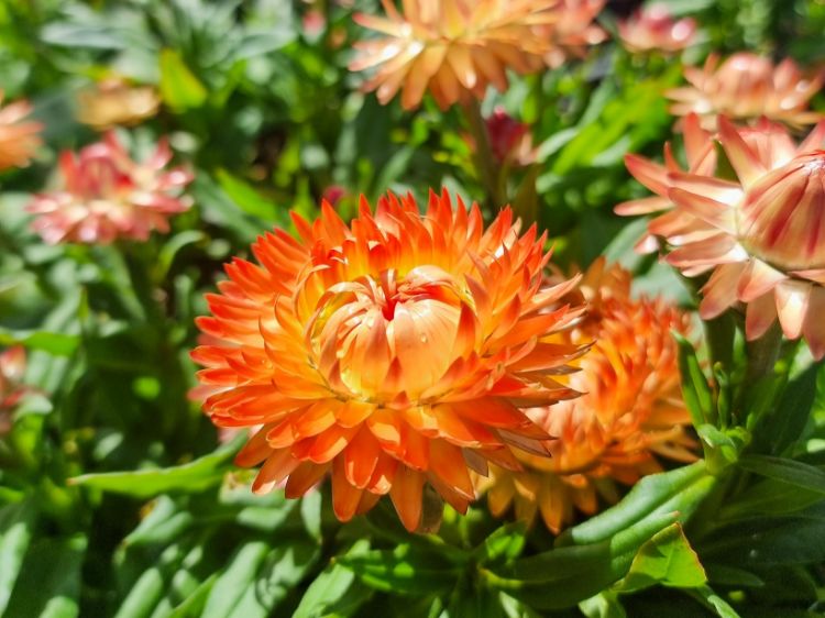 Picture of Xerochrysum bracteatum Granvia Peachy Keen