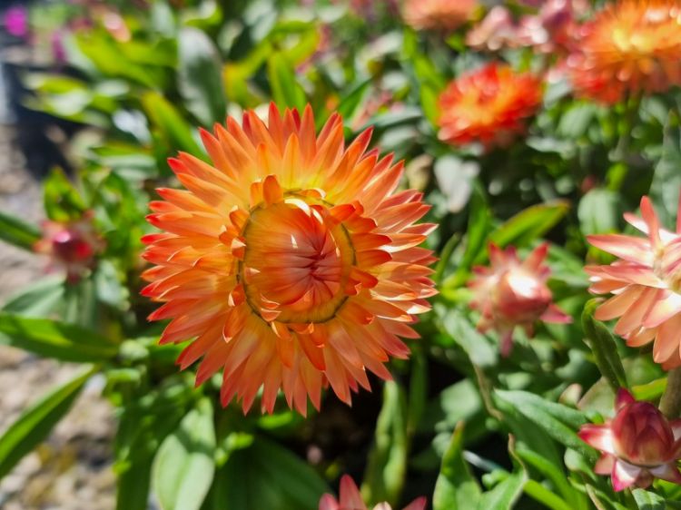 Picture of Xerochrysum bracteatum Granvia Peachy Keen