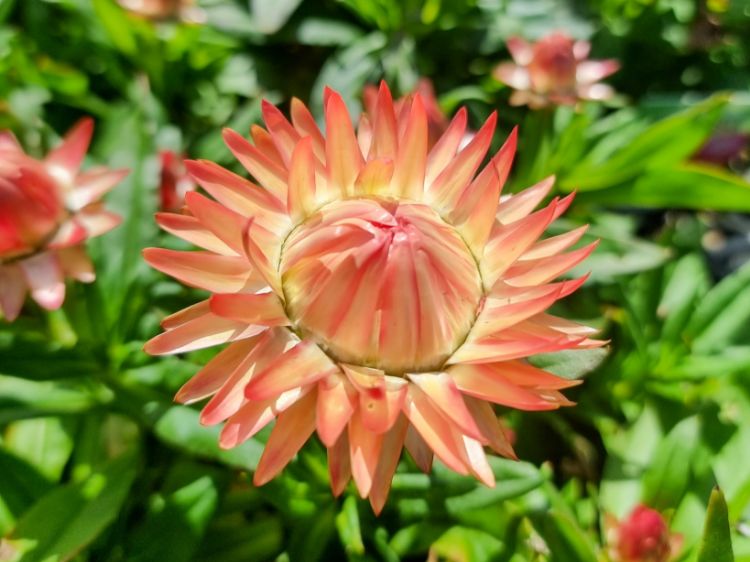 Picture of Xerochrysum bracteatum Granvia Peachy Keen