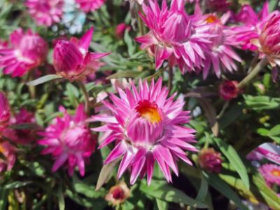 Picture of Xerochrysum bracteatum Mohave Pink