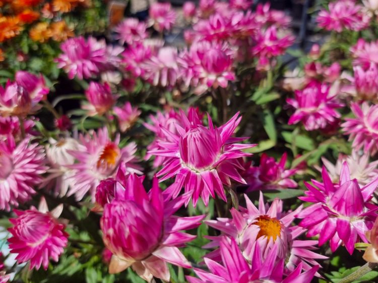 Picture of Xerochrysum bracteatum Mohave Pink