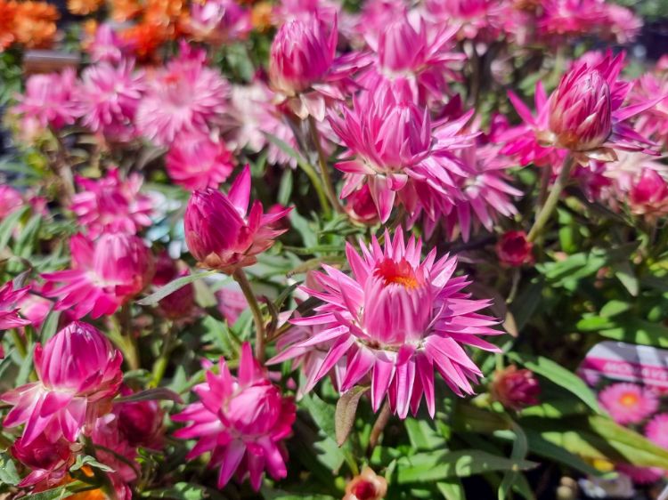 Picture of Xerochrysum bracteatum Mohave Pink