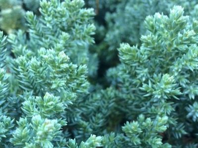 Picture of Juniperus squamata Prostrata