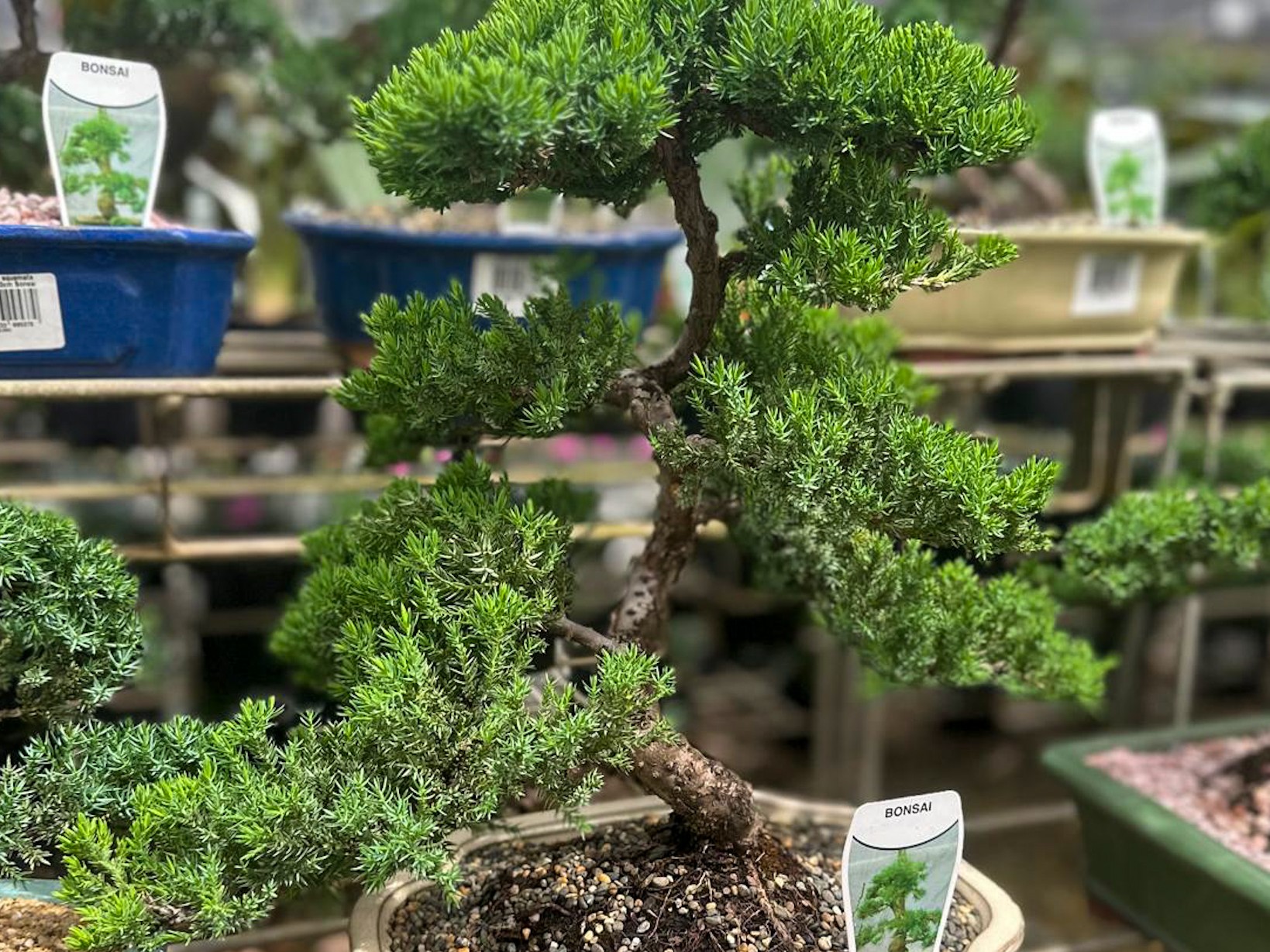 Juniperus squamata Prostrata | Wholesale Nursery - Nurseries in ...
