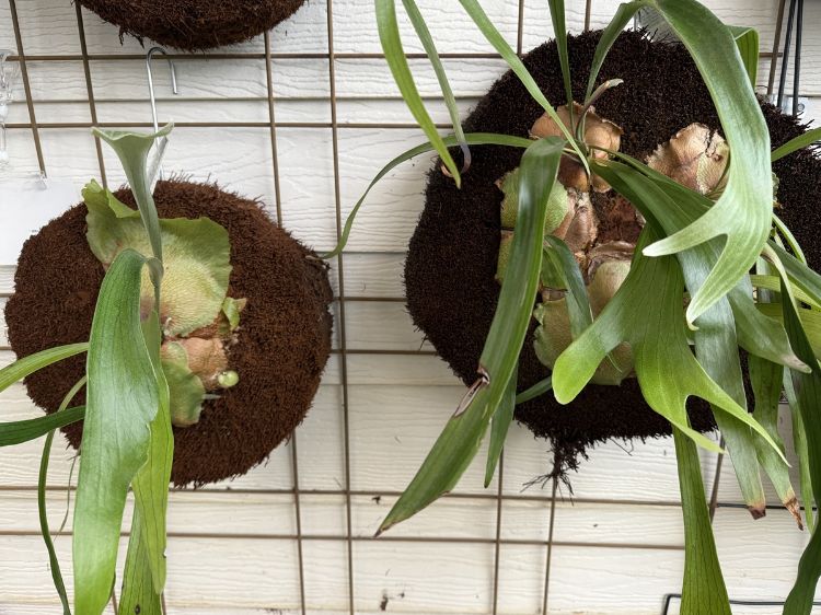 Picture of Platycerium bifurcatum