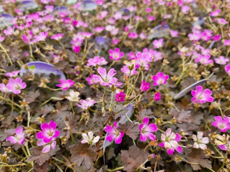 Picture of Geranium hybrida Orkney Cherry