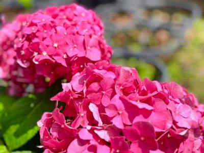 Picture of Hydrangea hybrida Harrys Red