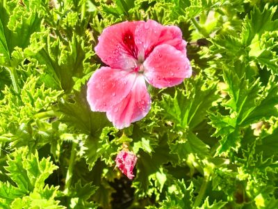 Picture of Pelargonium hybrida Aristo