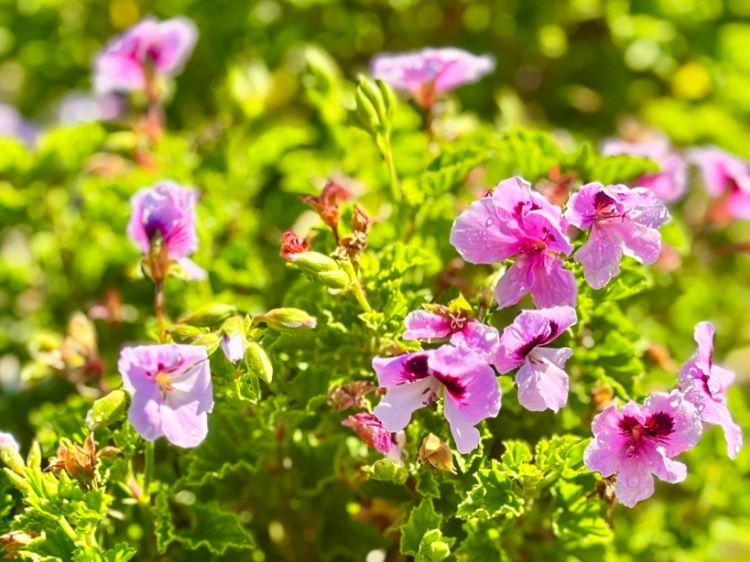 Picture of Pelargonium hybrida Regal Lizzy