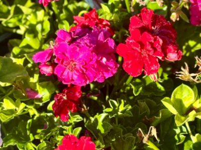 Picture of Pelargonium peltatum