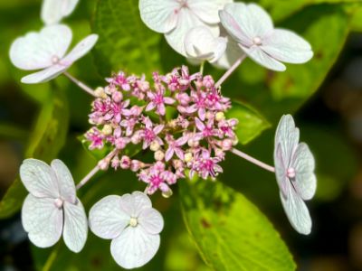 Picture of Hydrangea macrophylla White Lace Cap
