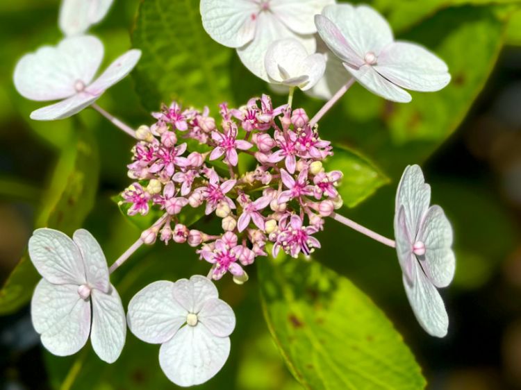 Picture of Hydrangea macrophylla White Lace Cap