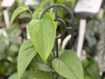 Picture of Epipremnum aureum Green Dragon