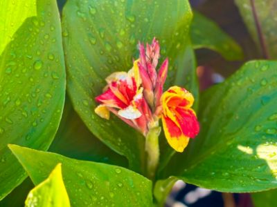 Picture of Canna generalis Cannova Red Golden Flame