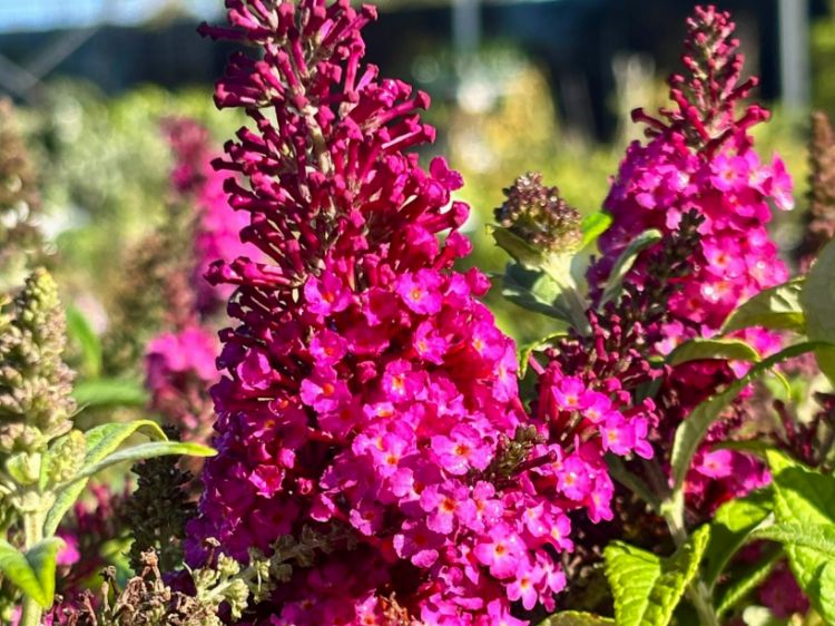 Picture of Buddleja davidii Cran Razz