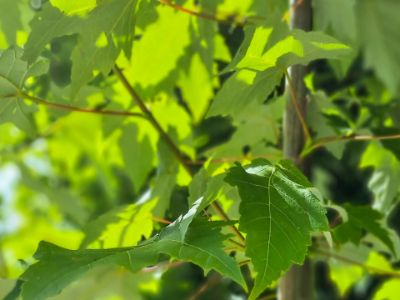 Picture of Acer freemanii Scarlet Sentinel