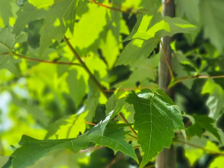 Picture of Acer freemanii Scarlet Sentinel