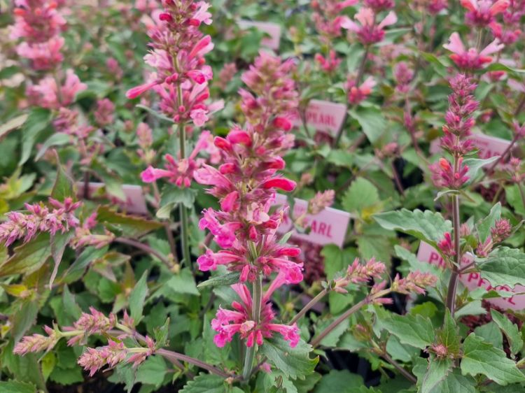 Picture of Agastache hybrida Pink Pearl