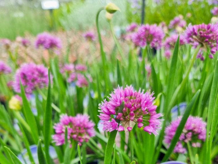 Picture of Allium nutans Millennium