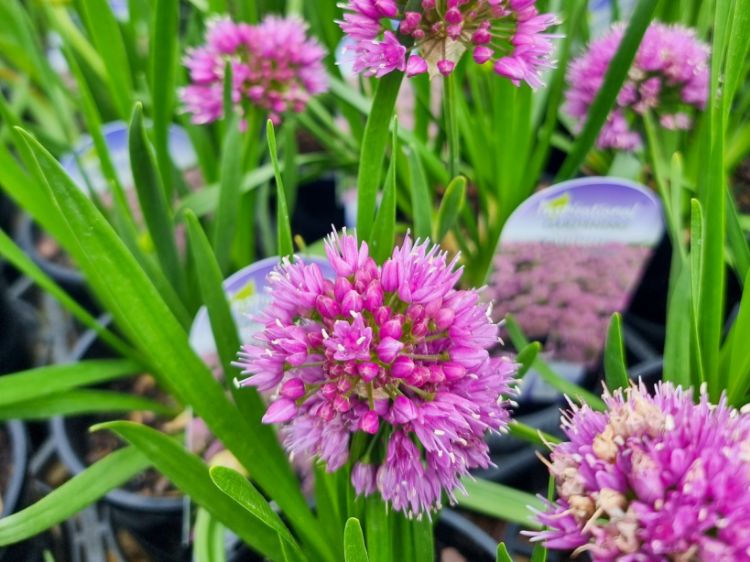 Picture of Allium nutans Millennium