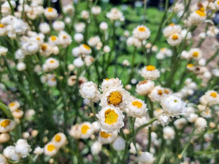 Picture of Ammobium alatum