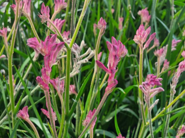 Picture of Anigozanthos hybrida Bush Pearl