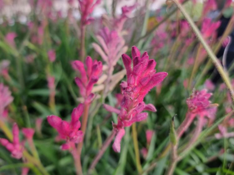 Picture of Anigozanthos hybrida Bush Pearl