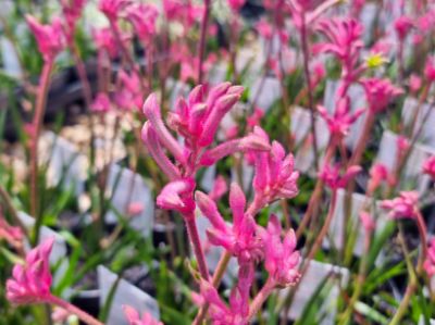 Picture of Anigozanthos hybrida Bush Pearl