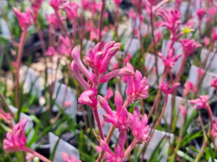 Picture of Anigozanthos hybrida Bush Pearl