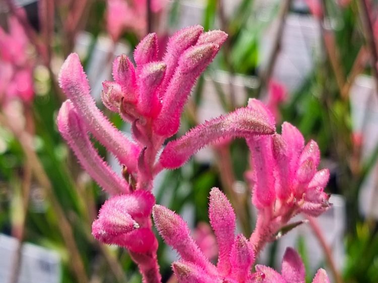 Picture of Anigozanthos hybrida Bush Pearl