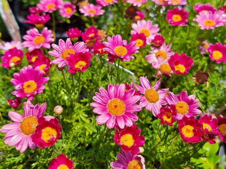 Picture of Argyranthemum frutescens Comet