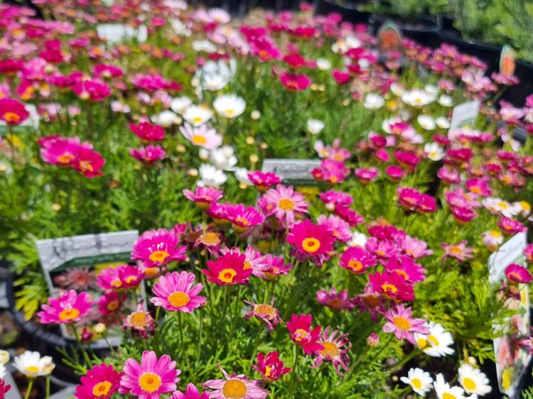 Picture of Argyranthemum frutescens Comet