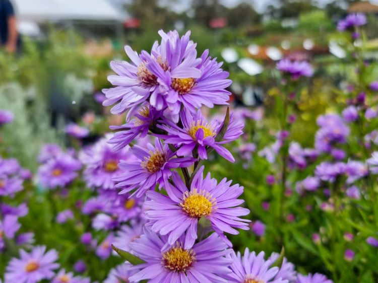 Picture of Aster novi belgii Professor Kippenburg