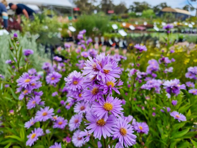 Picture of Aster novi belgii Professor Kippenburg