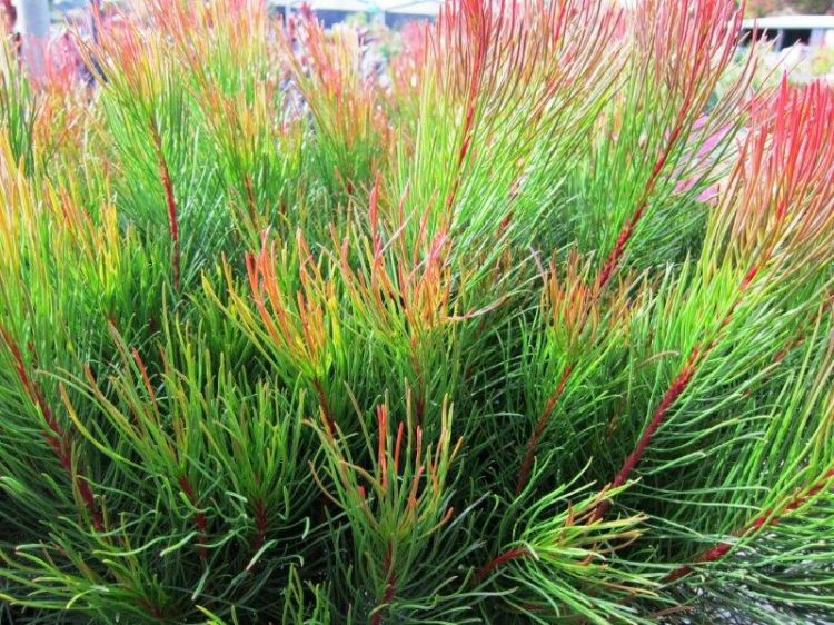 Picture of Aulax cancellata Bronze Haze