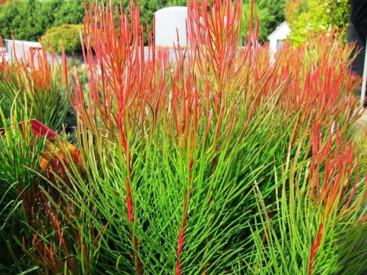 Picture of Aulax cancellata Bronze Haze