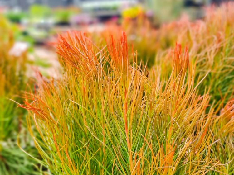 Picture of Aulax cancellata Bronze Haze